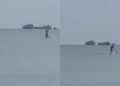 Poetto, delfini scambiati per squali: due bagnanti sul sup fuggono a gran velocità