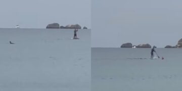 Poetto, delfini scambiati per squali: due bagnanti sul sup fuggono a gran velocità