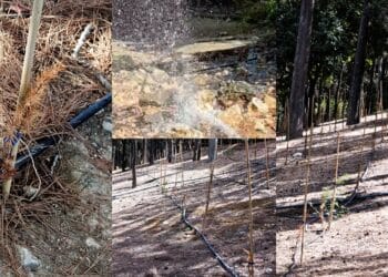 Cagliari, a Monte Urpinu alberelli messi a dimora e già secchi: centinaia di piante verdi diventate gialle