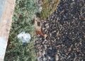 A Serramanna è di nuovo orrore: animali uccisi, rinchiusi dentro una busta e gettati in mezzo ai binari