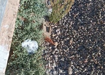 A Serramanna è di nuovo orrore: animali uccisi, rinchiusi dentro una busta e gettati in mezzo ai binari
