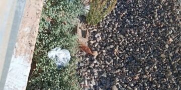 A Serramanna è di nuovo orrore: animali uccisi, rinchiusi dentro una busta e gettati in mezzo ai binari
