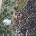 A Serramanna è di nuovo orrore: animali uccisi, rinchiusi dentro una busta e gettati in mezzo ai binari