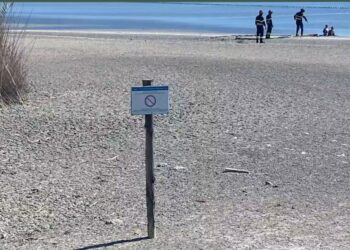 Cagliari, il parco dei fenicotteri violato dai turisti che si addentrano nelle aree protette