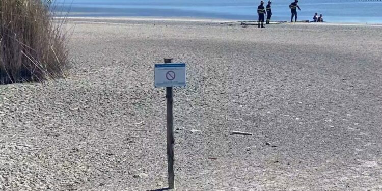 Cagliari, il parco dei fenicotteri violato dai turisti che si addentrano nelle aree protette
