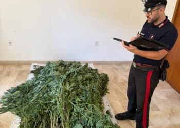 Bultei, sequestrata una piantagione di Canapa sativa illegale