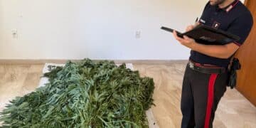 Bultei, sequestrata una piantagione di Canapa sativa illegale