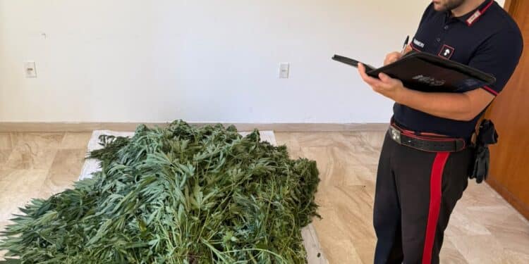 Bultei, sequestrata una piantagione di Canapa sativa illegale