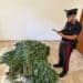 Bultei, sequestrata una piantagione di Canapa sativa illegale
