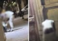 Cagliari, rovista tra i rifiuti con i pantaloni abbassati, residenti disperati:”Siamo alla frutta”