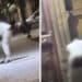 Cagliari, rovista tra i rifiuti con i pantaloni abbassati, residenti disperati:”Siamo alla frutta”