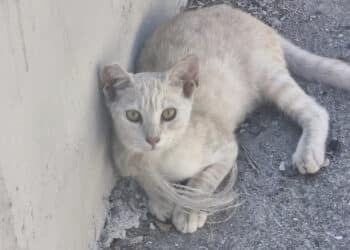 Orrore a Costa Rei: gatti uccisi con il cappio al collo