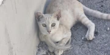 Orrore a Costa Rei: gatti uccisi con il cappio al collo
