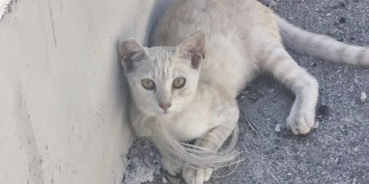 Orrore a Costa Rei: gatti uccisi con il cappio al collo
