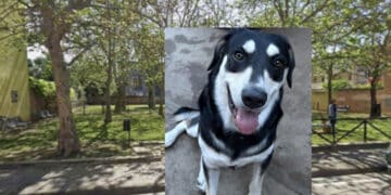 Pirri:  siringhe, rifiuti e scarsa illuminazione nell’area cani tra le vie della Siepe e  Montecassino: “Evidenti conseguenze sotto il profilo dell’igiene e della sicurezza”