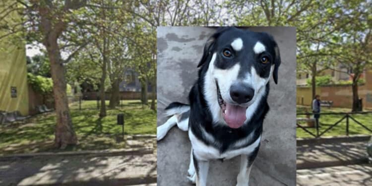 Pirri: siringhe, rifiuti e scarsa illuminazione nell’area cani tra le vie della Siepe e Montecassino: “Evidenti conseguenze sotto il profilo dell’igiene e della sicurezza”