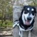 Pirri: siringhe, rifiuti e scarsa illuminazione nell’area cani tra le vie della Siepe e Montecassino: “Evidenti conseguenze sotto il profilo dell’igiene e della sicurezza”