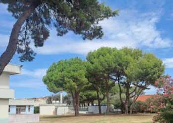 Quartu, rigenerazione del verde in tutta la città: “Deve diventare uno dei punti di forza”