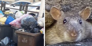 Cagliari, la festa dei topi tra i rifiuti in via Podgora: “Passano il venerdì, poi per giorni resta tutto lì”