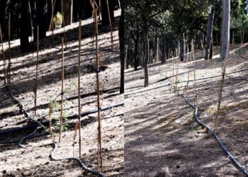 Cagliari, le nuove piantine di Monte Urpinu in sofferenza per “evapotraspirazione”: “L’impianto di irrigazione risulta regolarmente funzionante“