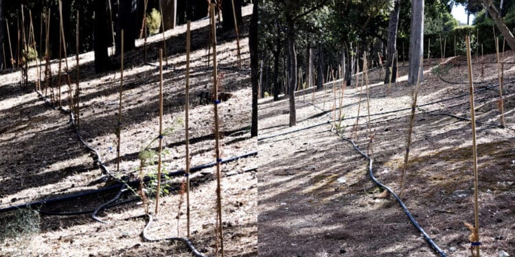 Cagliari, le nuove piantine di Monte Urpinu in sofferenza per “evapotraspirazione”: “L’impianto di irrigazione risulta regolarmente funzionante“