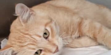 Radio Zampetta Sarda- Il dolcissimo Romeo cerca casa o morirà in strada