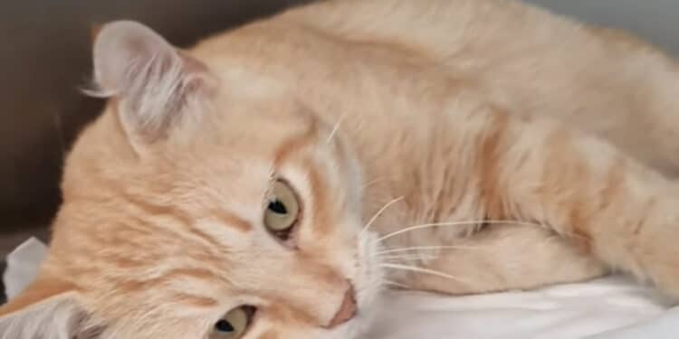 Radio Zampetta Sarda- Il dolcissimo Romeo cerca casa o morirà in strada
