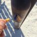 Cagliari, posacenere strapieni e mai svuotati alla prima fermata del Poetto