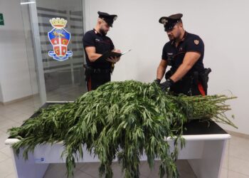 Oltre 11mila piante di cannabis sequestrate nel nord Sardegna in tre operazioni