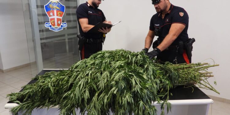 Oltre 11mila piante di cannabis sequestrate nel nord Sardegna in tre operazioni