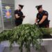 Oltre 11mila piante di cannabis sequestrate nel nord Sardegna in tre operazioni