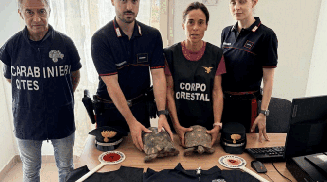 Bono, sequestrati 8 esemplari di Testudo marginata: una denuncia