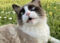 Cagliari, gatti sbranati da cani da caccia lasciati liberi dai padroni