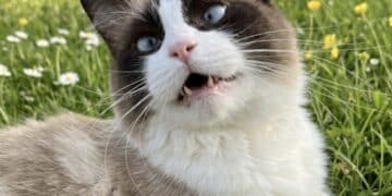 Cagliari, gatti sbranati da cani da caccia lasciati liberi dai padroni