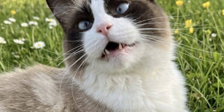 Cagliari, gatti sbranati da cani da caccia lasciati liberi dai padroni