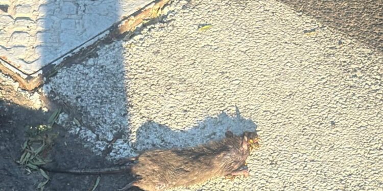 Selargius, Su Planu infestata dai topi anche nelle strade: chiusa la scuola per una settimana