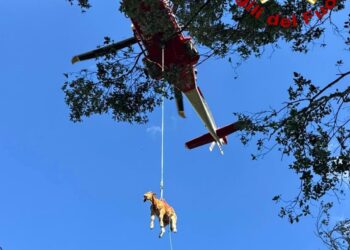 Cade in un dirupo, vitello di 200 chili salvato con un elicottero dai vigili del fuoco