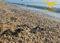 Cardedu: tartarughine si aggirano nei pressi di un chiosco sulla spiaggia, interviene la Forestale e scopre un nido
