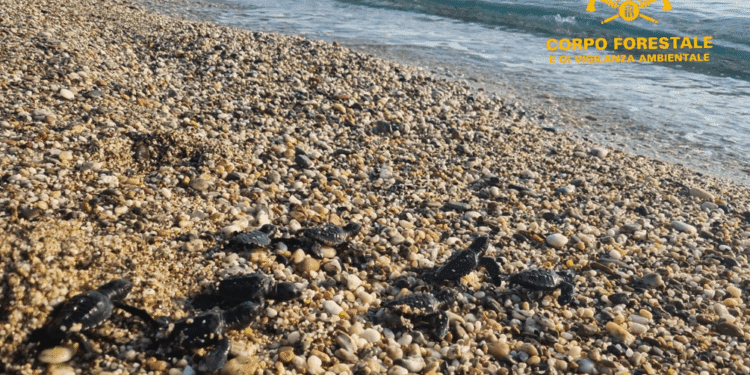 Cardedu: tartarughine si aggirano nei pressi di un chiosco sulla spiaggia, interviene la Forestale e scopre un nido