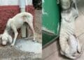 Villacidro: cagnolina salvata grazie alla sinergia di forza tra Comune, vigili e volontari