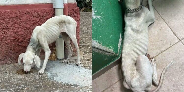 Villacidro: cagnolina salvata grazie alla sinergia di forza tra Comune, vigili e volontari