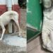 Villacidro: cagnolina salvata grazie alla sinergia di forza tra Comune, vigili e volontari