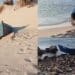 Sbarchi dei migranti senza sosta e in spiaggia un cimitero di barchini: tra Teulada e Porto Pino decine di imbarcazioni incastrate