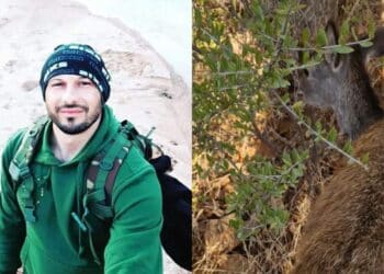 Uta, femmina di cervo sardo salvata da una guardia giurata
