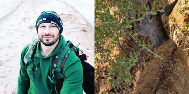 Uta, femmina di cervo sardo salvata da una guardia giurata