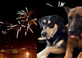 Cagliari, botti assordanti nella notte: a rischio animali e ambiente, “Situazione insostenibile”