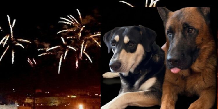 Cagliari, botti assordanti nella notte: a rischio animali e ambiente, “Situazione insostenibile”