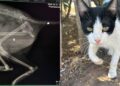 Violenza a Porto Pino, spari contro un gatto della colonia felina
