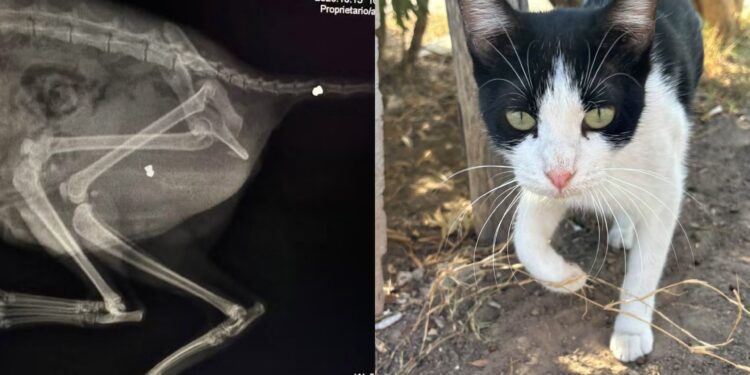 Violenza a Porto Pino, spari contro un gatto della colonia felina