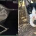 Violenza a Porto Pino, spari contro un gatto della colonia felina